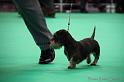 Crufts2011_2 1086